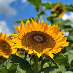 TOM’s Sunflower Fields