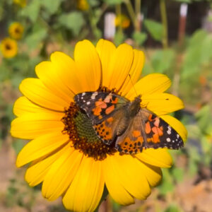 Sunflower Night: Butterfly Release