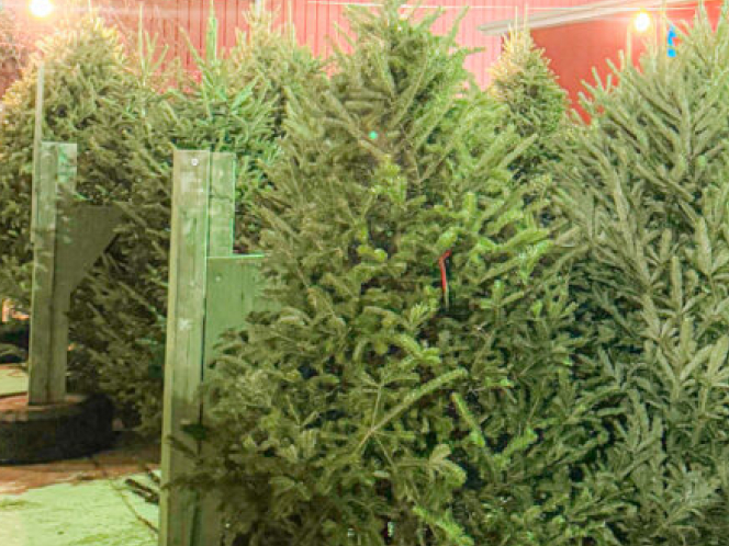 Christmas Trees & Green