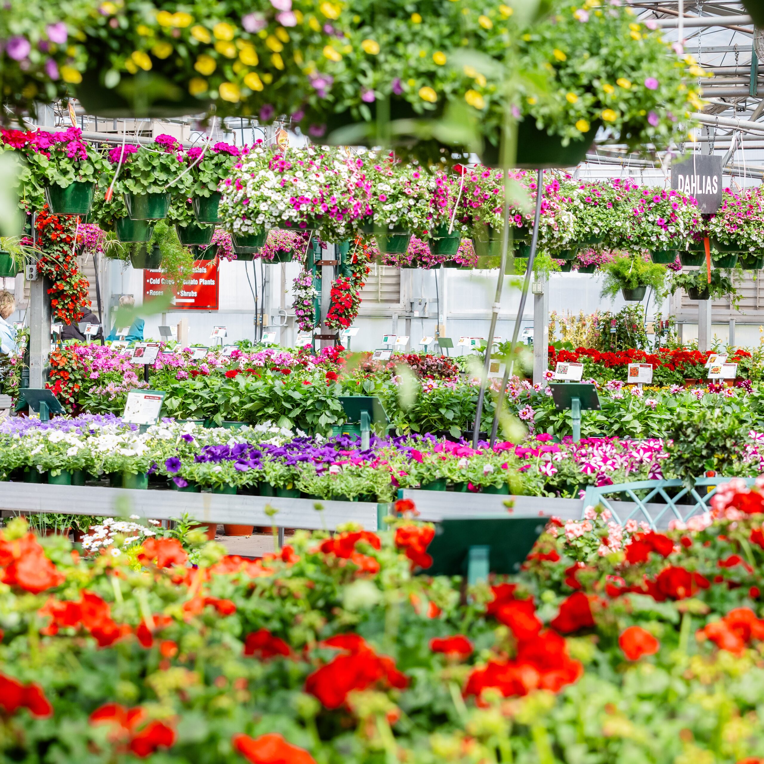  2026/05/greenhouse-scaled.jpg 