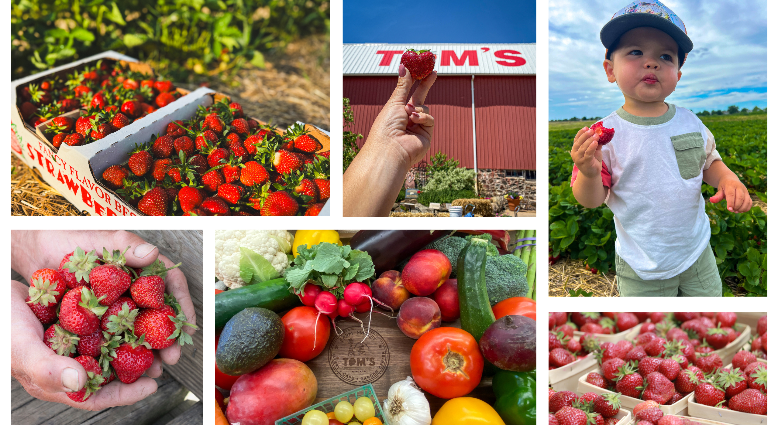  2026/06/Strawberries-Producen.png 